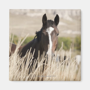 Imán Caballos salvajes de Dakota del Sur