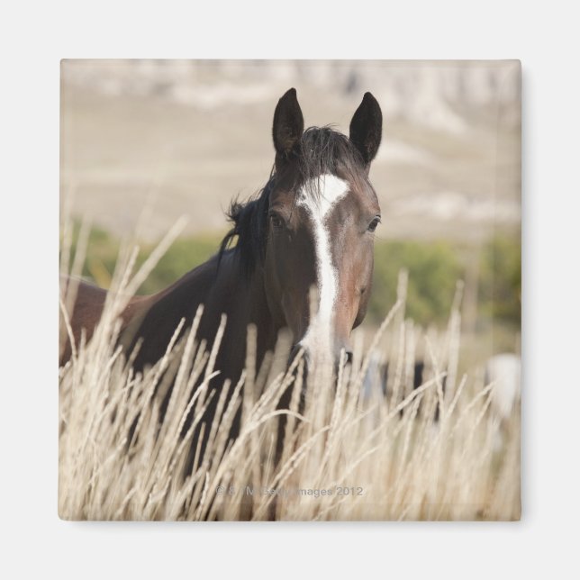 Imán Caballos salvajes de Dakota del Sur (Frente)
