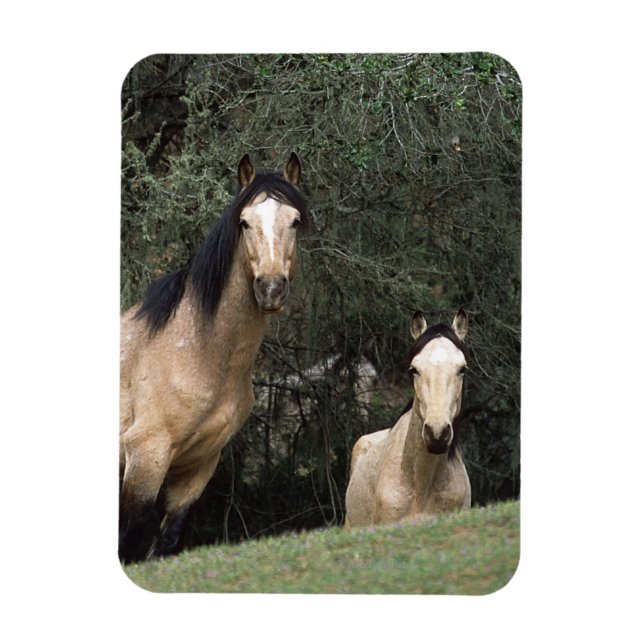 Imán Caballos salvajes de Mustang 6 (Vertical)