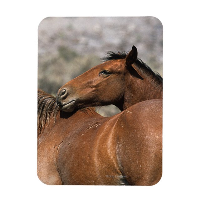 Imán Caballos salvajes de Mustang conmovedores (Vertical)