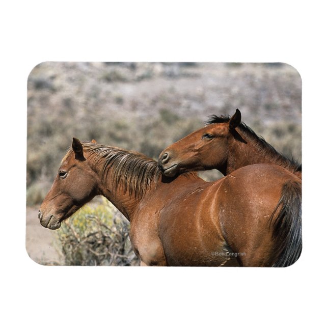 Imán Caballos salvajes de Mustang conmovedores (Horizontal)