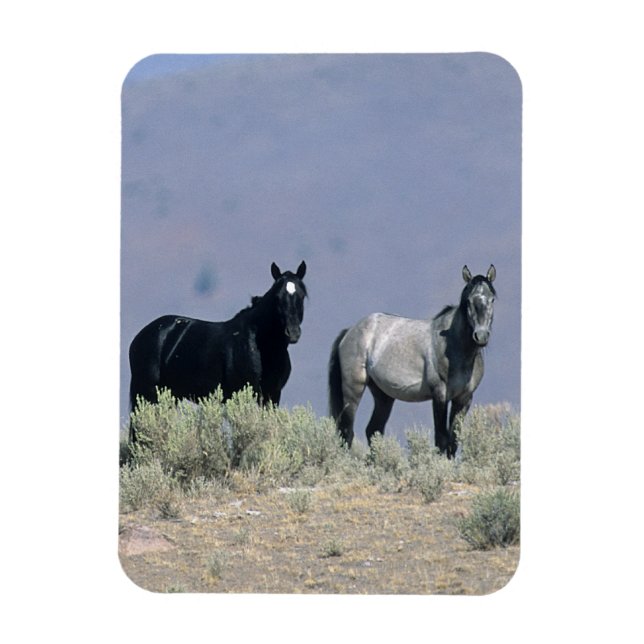 Imán Caballos salvajes de Mustang en el desierto 3 (Vertical)