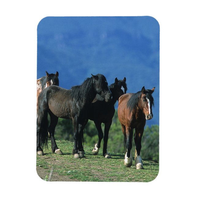 Imán Caballos salvajes de Mustang en las montañas (Vertical)