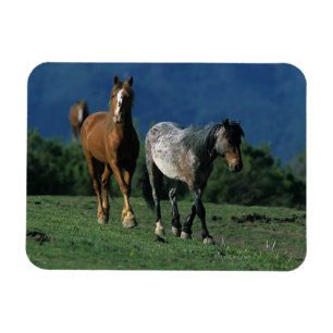 Imán Caballos salvajes del mustango
