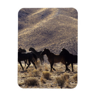 Imán Caballos salvajes del mustango en el desierto 1