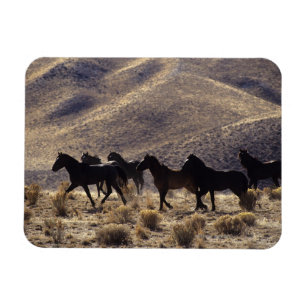 Imán Caballos salvajes del mustango en el desierto 1