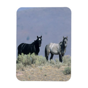 Imán Caballos salvajes del mustango en el desierto 3