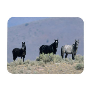Imán Caballos salvajes del mustango en el desierto 3