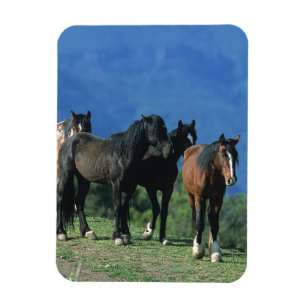 Imán Caballos salvajes del mustango en las montañas