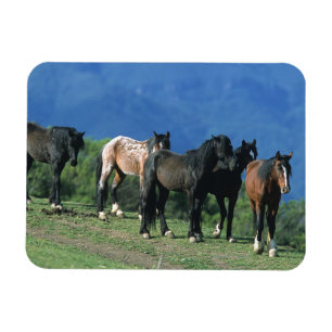 Imán Caballos salvajes del mustango en las montañas