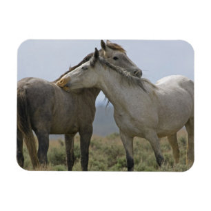 Imán Caballos salvajes desmoronándose