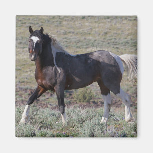 Imán Caballos Salvajes Después de un Baño de Polvo