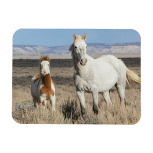 Imán Caballos salvajes en casa en la cuenca de Sandwash