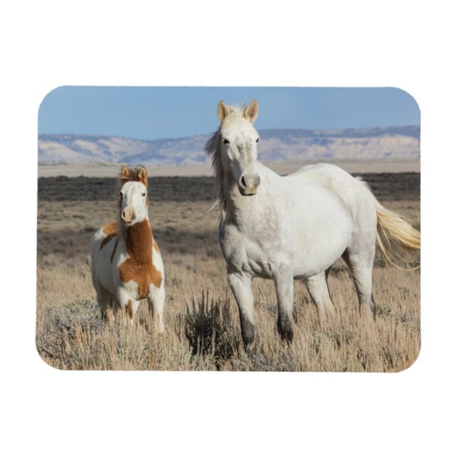 Imán Caballos salvajes en casa en la cuenca de Sandwash (Horizontal)