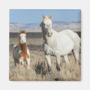 Imán Caballos salvajes en casa en la cuenca de Sandwash