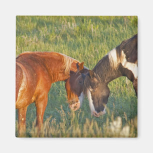 Imán Caballos salvajes en el Parque Nacional Theodore R