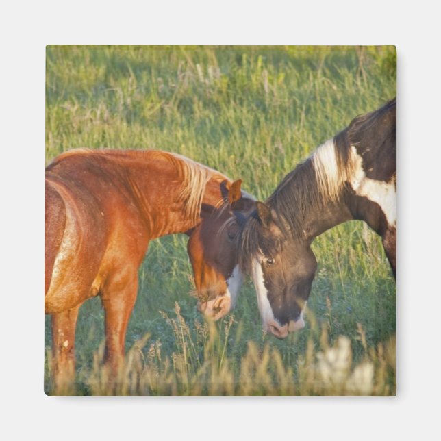 Imán Caballos salvajes en el Parque Nacional Theodore R (Frente)