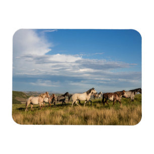 Imán Caballos salvajes en el Parque Nacional Theodore R