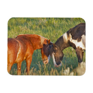 Imán Caballos salvajes en el Parque Nacional Theodore R