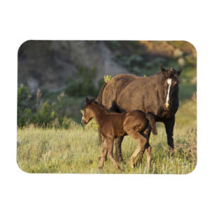 Imán Caballos salvajes en el Parque Nacional Theodore R