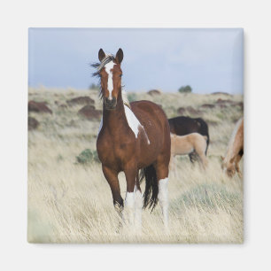 Imán Caballos Salvajes, Montañas Steens