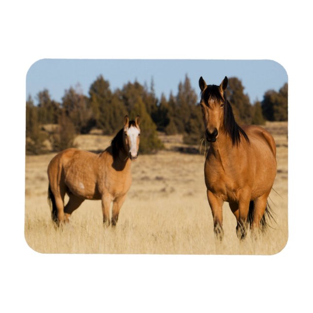 Imán Caballos Salvajes, Montañas Steens (Horizontal)