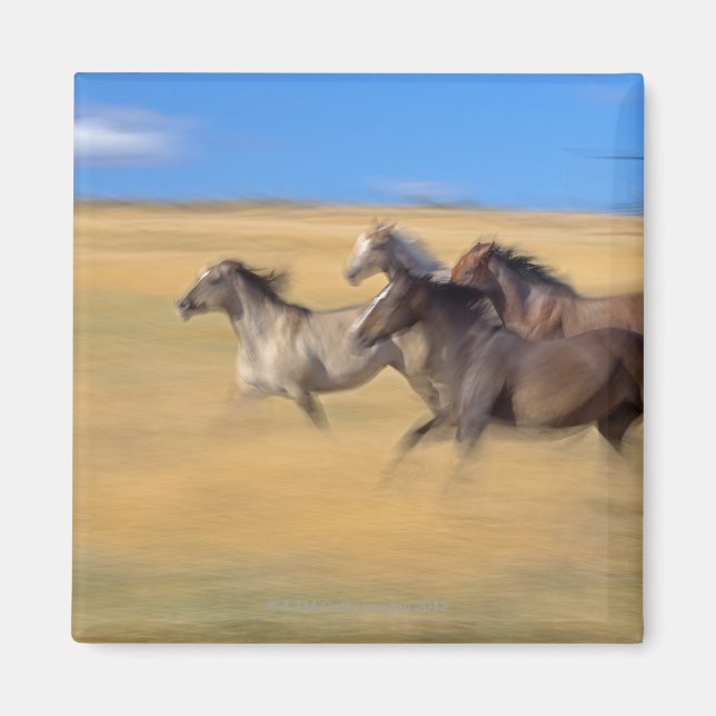 Imán Caballos | Seneca, Oregón, EE.UU. (Frente)