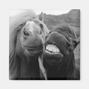 Imán Caballos sonrientes de las imágenes el   de Getty