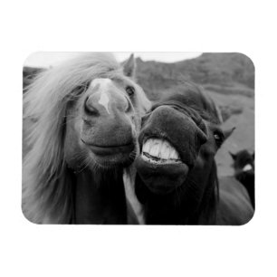 Imán Caballos sonrientes de las imágenes el   de Getty