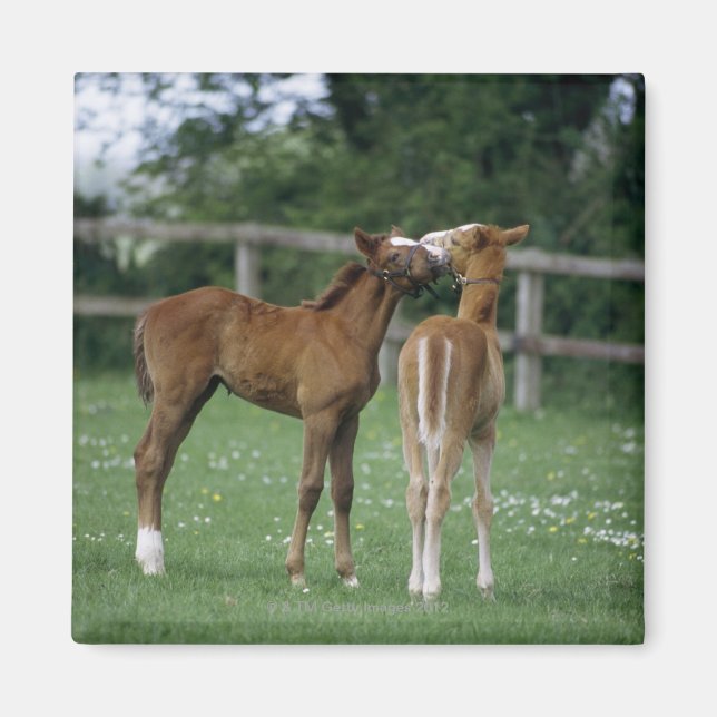 Imán Caballos - Tos, Terneros, (Frente)