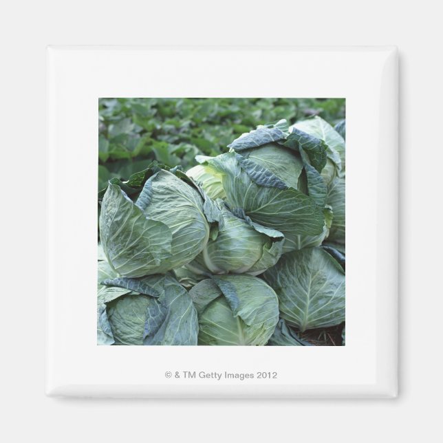 Imán Cabbage (Frente)