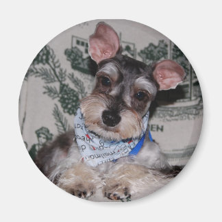 Imán Cabeza coqueta