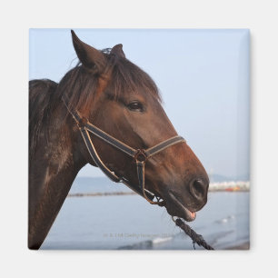 Imán Cabeza de caballo de Brown