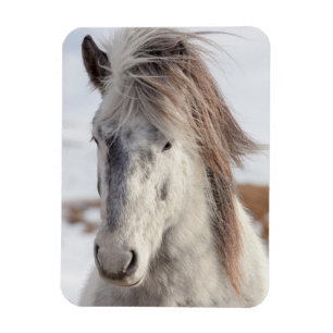 Imán Cabeza de caballo islandés blanco