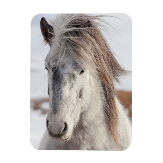 Imán Cabeza de caballo islandés blanco (Vertical)