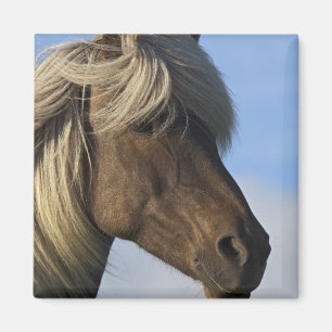 Imán Cabeza de caballo islandés, Islandia