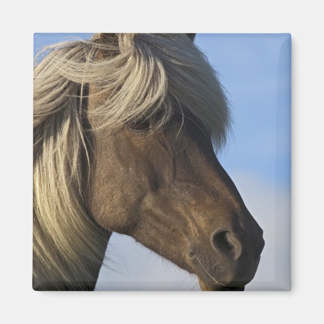 Imán Cabeza de caballo islandés, Islandia (Frente)