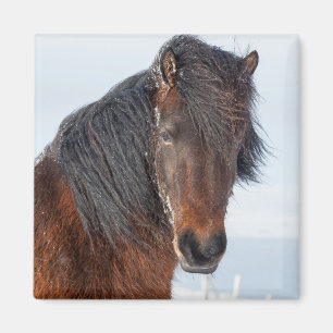 Imán Cabeza de caballo islandés real