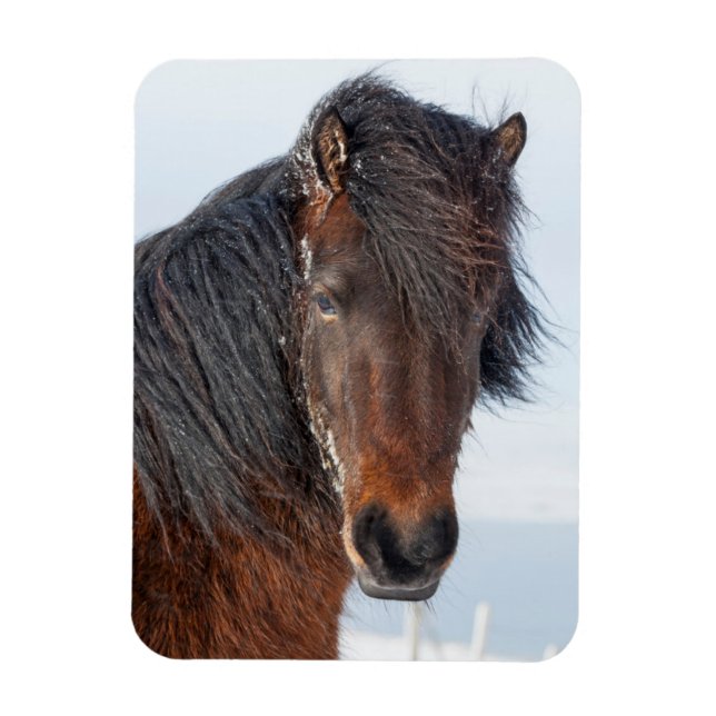 Imán Cabeza de caballo islandés real (Vertical)