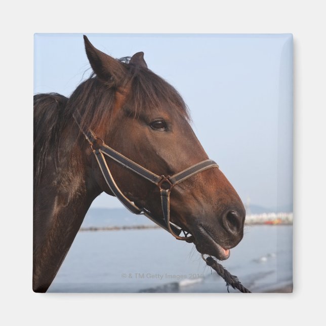 Imán Cabeza de caballo marrón (Frente)