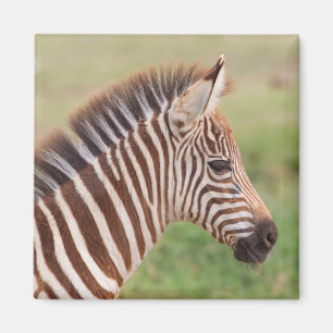 Imán Cabeza de cebra bebé, Tanzania