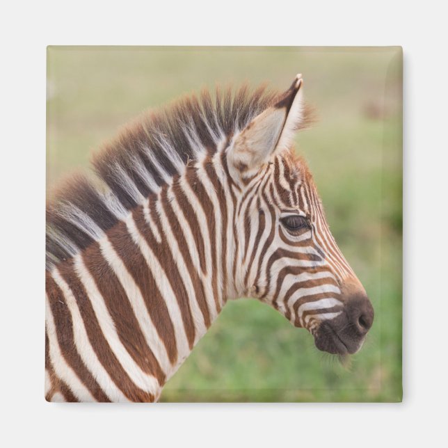 Imán Cabeza de cebra bebé, Tanzania (Frente)