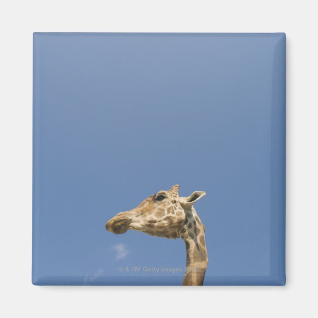 Imán Cabeza de Giraffe (Frente)