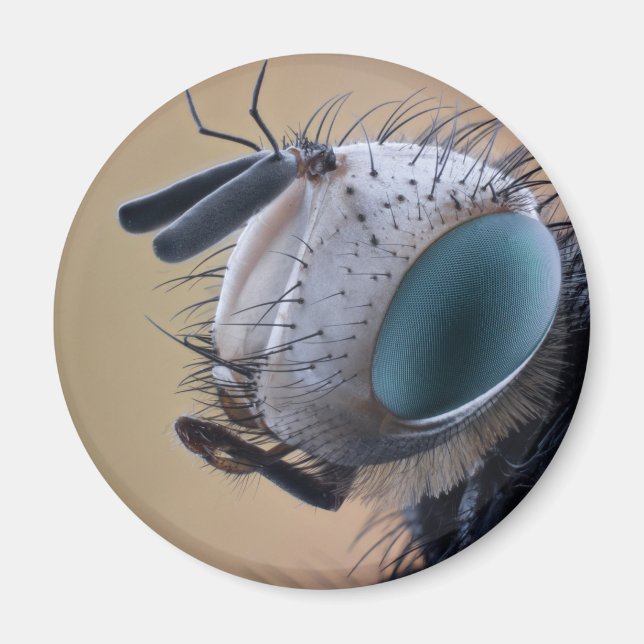 Imán Cabeza de insecto de cierre (Frente)