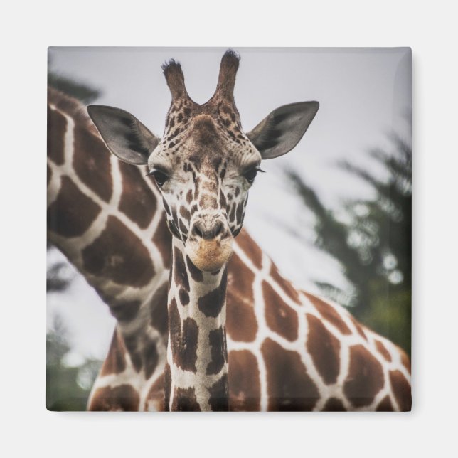 Imán Cabeza de jirafa Piel de piel de animal africano (Frente)