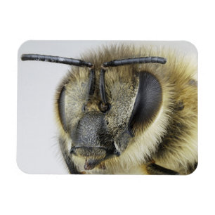 Imán Cabeza de la abeja