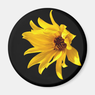 Imán Cabeza de la margarita amarilla Helenium Magnet