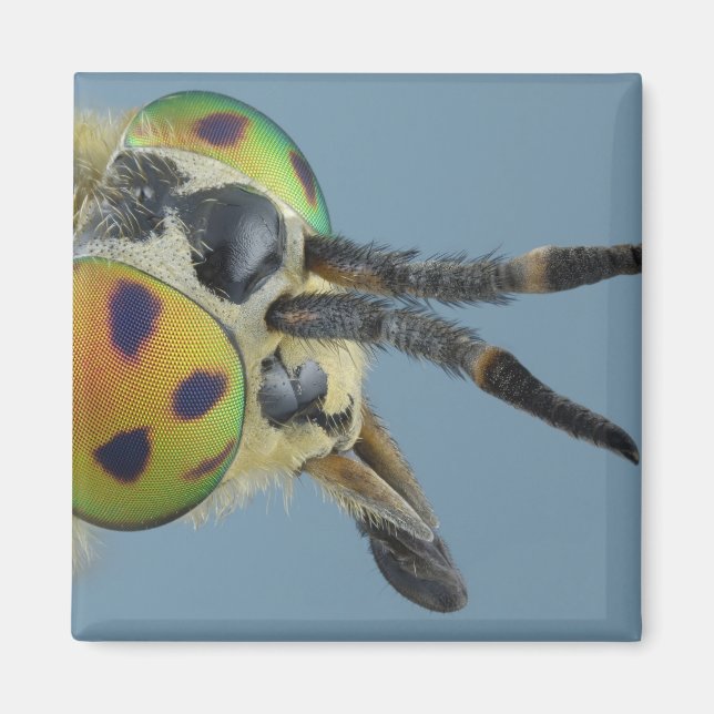 Imán Cabeza de mosca de ciervo (Frente)