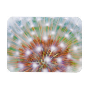 Imán Cabeza de semilla de diente de león abstracta