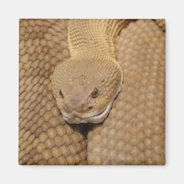 Imán Cabeza de serpiente de cascabel (Frente)